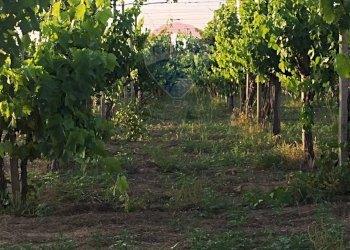 Giardino - Villa contrada badia, Mineo - foto 13