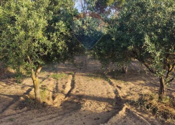 Giardino - Villa contrada badia, Mineo - foto 17