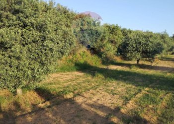 Giardino - Villa contrada badia, Mineo - foto 23