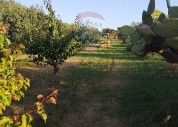 Giardino - Villa contrada badia, Mineo - foto 25