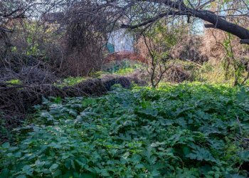 Giardino - Terreno edificabile Vico Balsamo
 
12, San Gregorio di Catania - foto 4