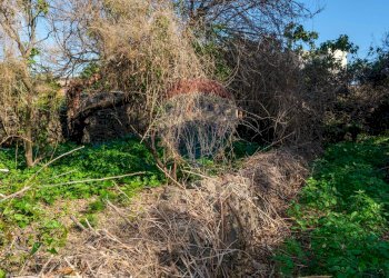 Giardino - Terreno edificabile Vico Balsamo
 
12, San Gregorio di Catania - foto 13