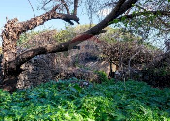 Giardino - Terreno edificabile Vico Balsamo
 
12, San Gregorio di Catania - foto 18