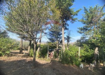 Giardino - Terreno agricolo CONTRADA ADDOLORATA, Recanati - foto 19