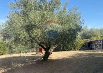 Giardino - Terreno agricolo CONTRADA ADDOLORATA, Recanati - foto 32