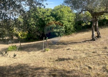 Giardino - Terreno agricolo CONTRADA ADDOLORATA, Recanati - foto 36