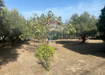 Giardino - Terreno agricolo CONTRADA ADDOLORATA, Recanati - foto 62