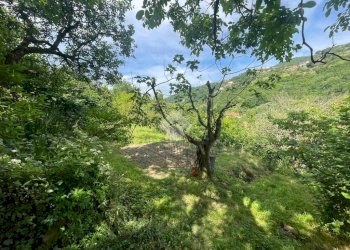 Terreno agricolo Via Piccarello, Sant'Olcese - foto 3