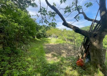 Terreno agricolo Via Piccarello, Sant'Olcese - foto 10