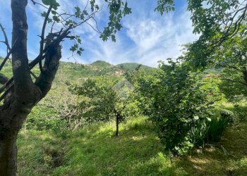 Terreno agricolo Via Piccarello, Sant'Olcese - foto 12