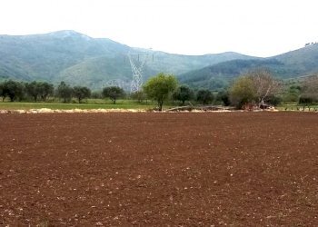 Agricultural land Mondragone - photo 2