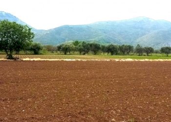 Agricultural land Mondragone - photo 3