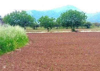 Agricultural land Mondragone - photo 4