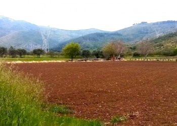 Agricultural land Mondragone - photo 5