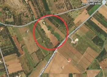 Agricultural land Mondragone - photo 6