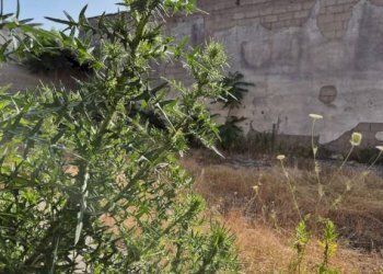 Terreno - Capannone via Romani, Sant'Anastasia - foto 11