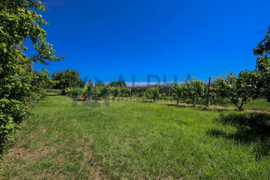 Terreno - Villa via Faberio, Savignano sul Rubicone - foto 3