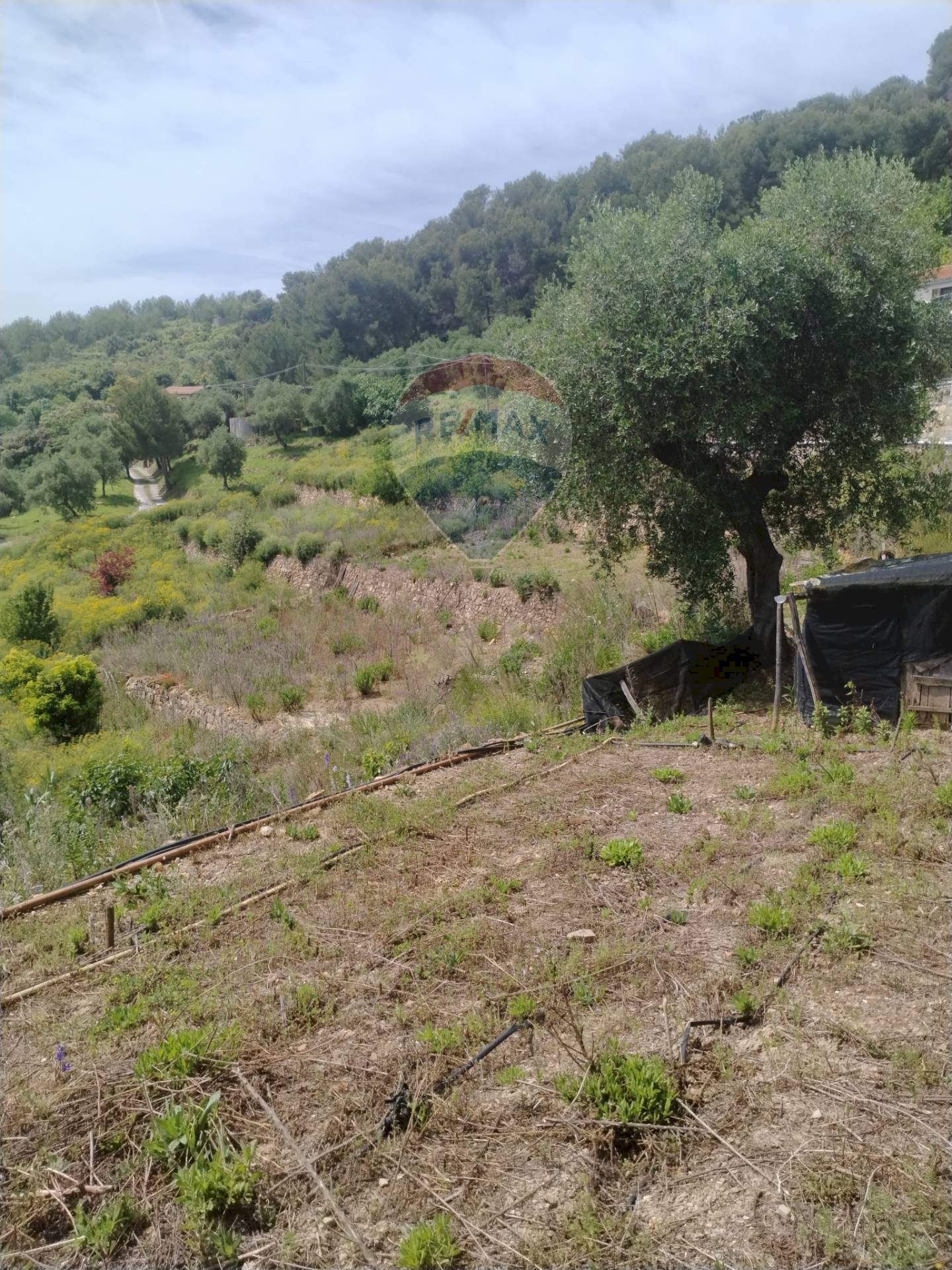 Terreno edificabile strada bragheira 
 Sanremo, IM, Sanremo - foto 2