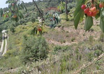 Terreno edificabile strada bragheira
Sanremo, IM, Sanremo - foto 4