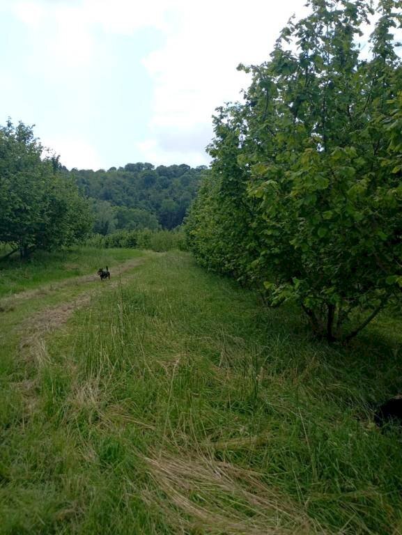 Agricultural land Pinerolo - photo 1