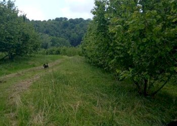 Terreno agricolo Pinerolo - foto 1