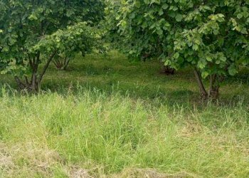 Terreno agricolo Pinerolo - foto 4