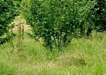 Terreno agricolo Pinerolo - foto 8