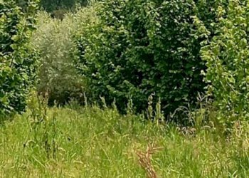 Terreno agricolo Pinerolo - foto 11