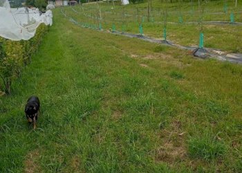 Terreno agricolo Pinerolo - foto 15