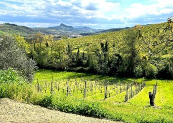 Shed Santarcangelo di Romagna - photo 7