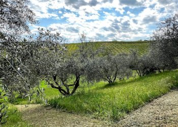 Shed Santarcangelo di Romagna - photo 9