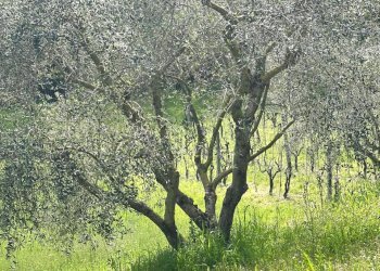 Shed Santarcangelo di Romagna - photo 12
