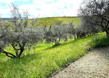 Shed Santarcangelo di Romagna - photo 13