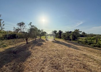 Terreno agricolo Via Cà Andrino, Misano Adriatico - foto 10