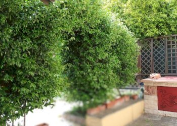 Villa Via Fra mauro, Roma (zona Pigneto) - foto 4