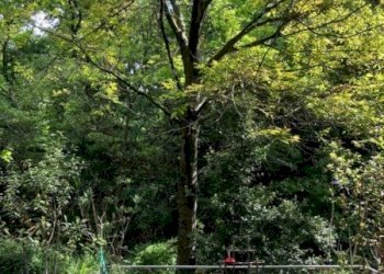 Terreno edificabile VIA PORRETTANA, Sasso Marconi - foto 7