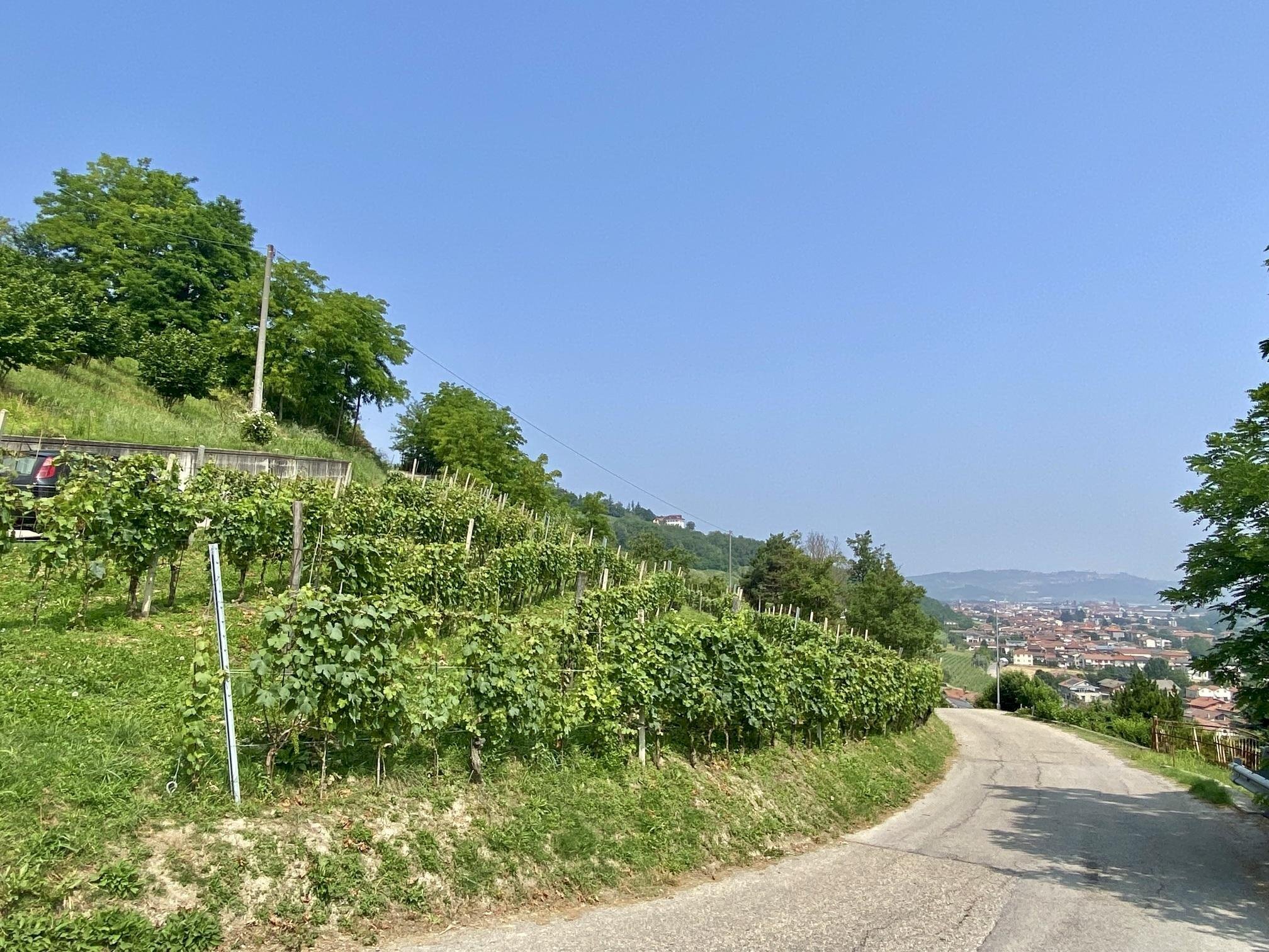 Agricultural land Diano d'Alba - photo 2