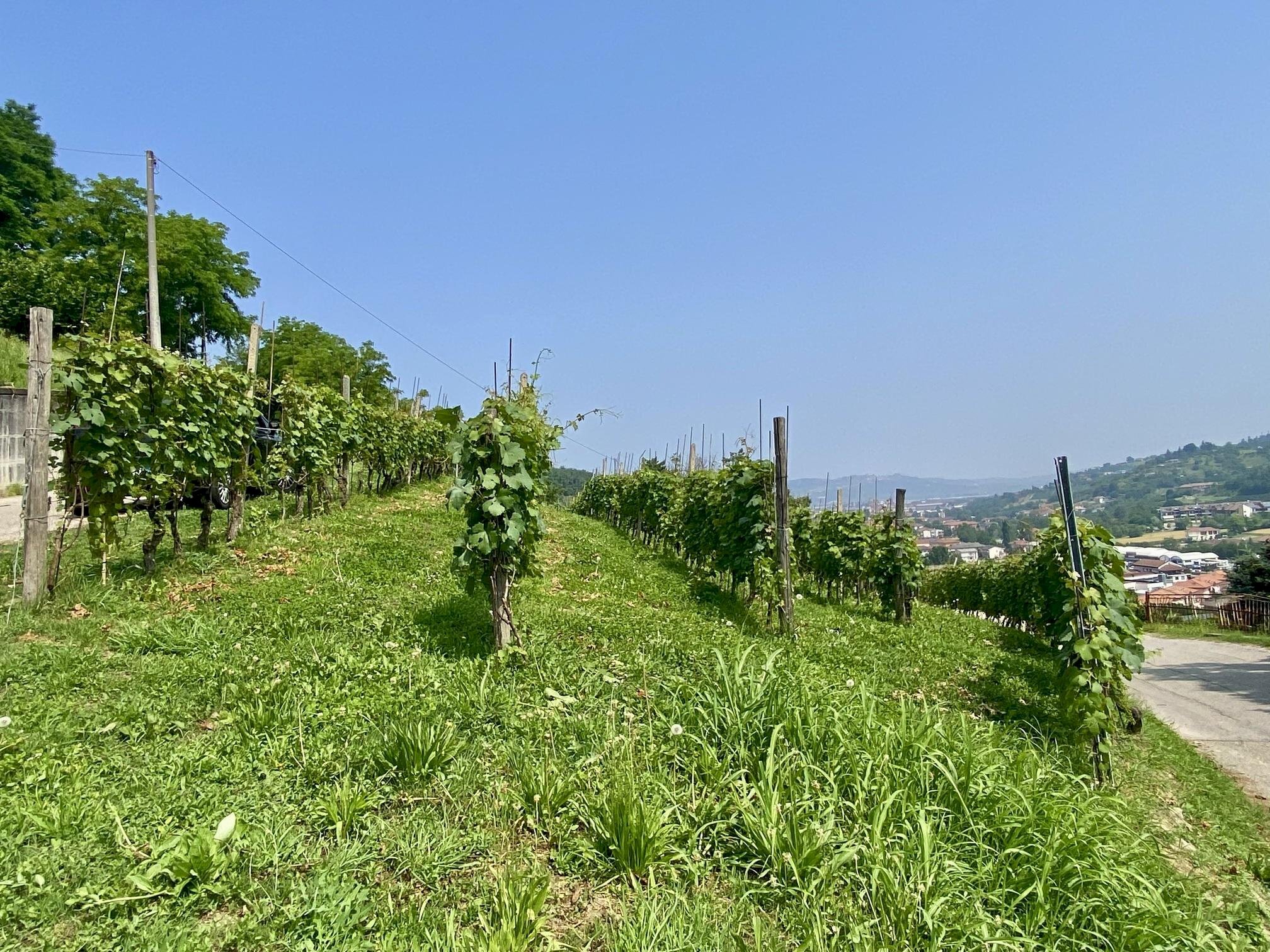 Agricultural land Diano d'Alba - photo 3