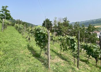 Agricultural land Diano d'Alba - photo 1