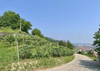 Agricultural land Diano d'Alba - photo 2