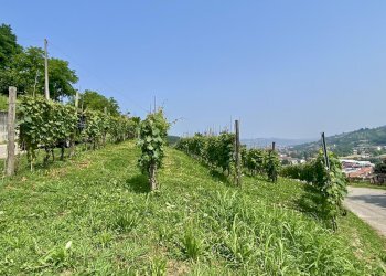 Agricultural land Diano d'Alba - photo 3