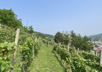 Agricultural land Diano d'Alba - photo 4