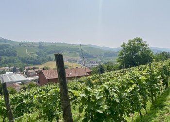 Agricultural land Diano d'Alba - photo 6