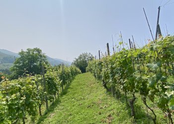 Agricultural land Diano d'Alba - photo 7