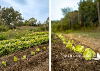 Rustic strada provinciale, 478, Radicofani - photo 35