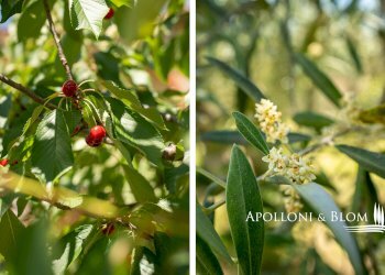 Villa Unifamiliare Via del Cassero, 12, Sinalunga - foto 38