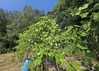 Villa a Schiera VIA ALLA SORIA, Genova - foto 13