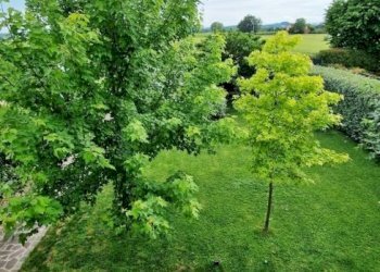 Villa Imola - foto 28