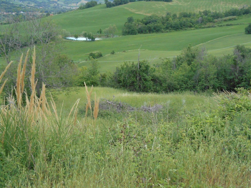 Terreno edificabile Poggio Torriana - foto 3