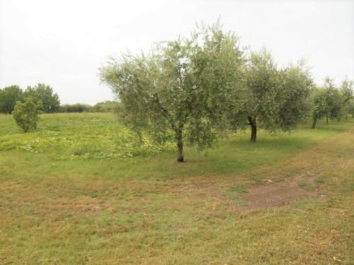 Terreno agricolo Santarcangelo di Romagna - foto 1